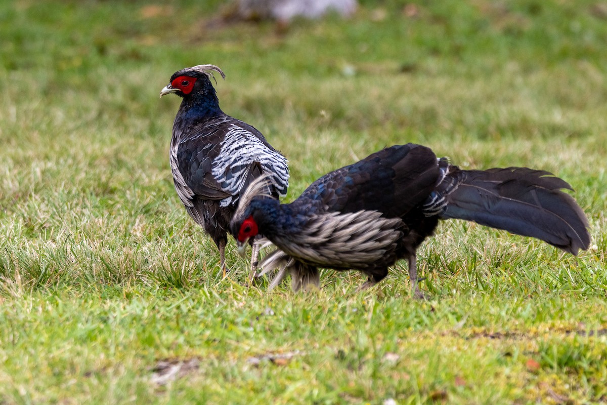 Kalij Pheasant - Anna Klafter