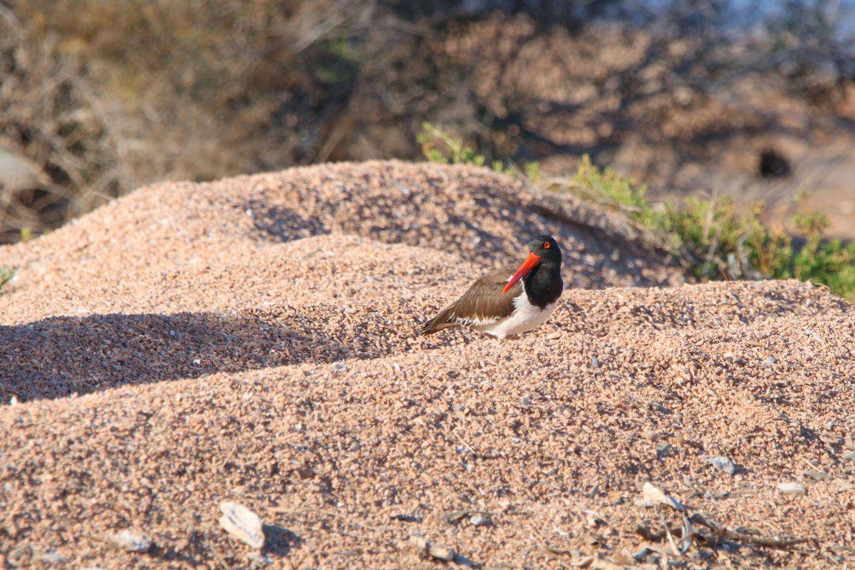 American Oystercatcher - ML620892492