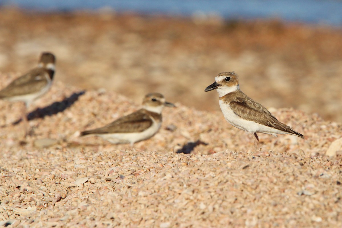 Wilson's Plover - ML620892504