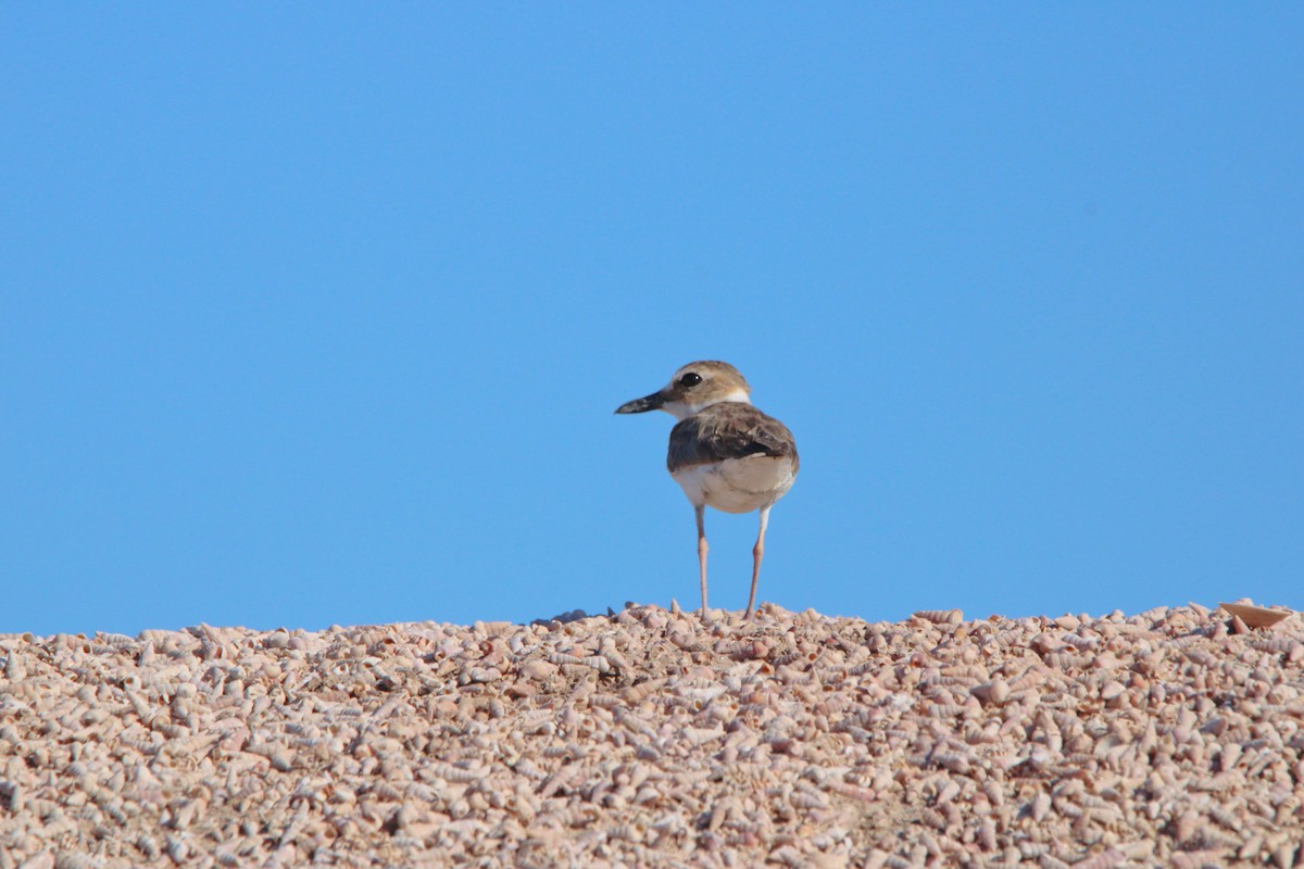 Wilson's Plover - ML620892506