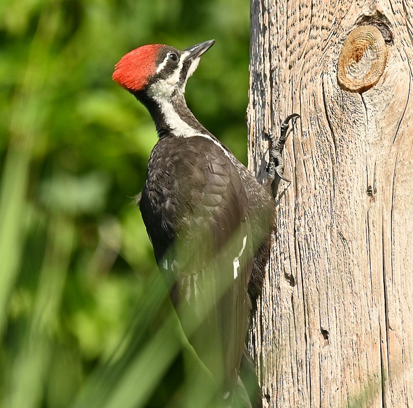 Pileated Woodpecker - ML620892514