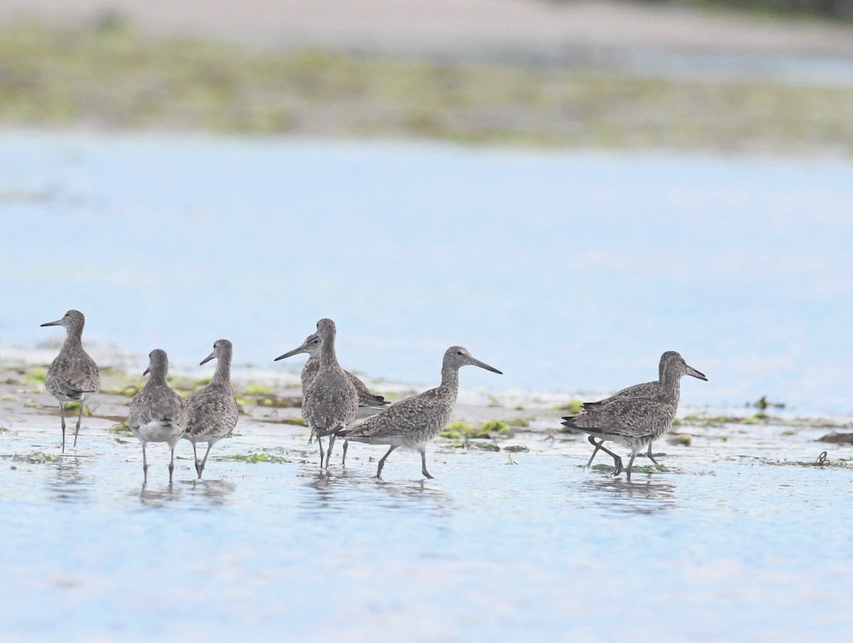 vodouš břehoušovitý (ssp. semipalmata) - ML620892515