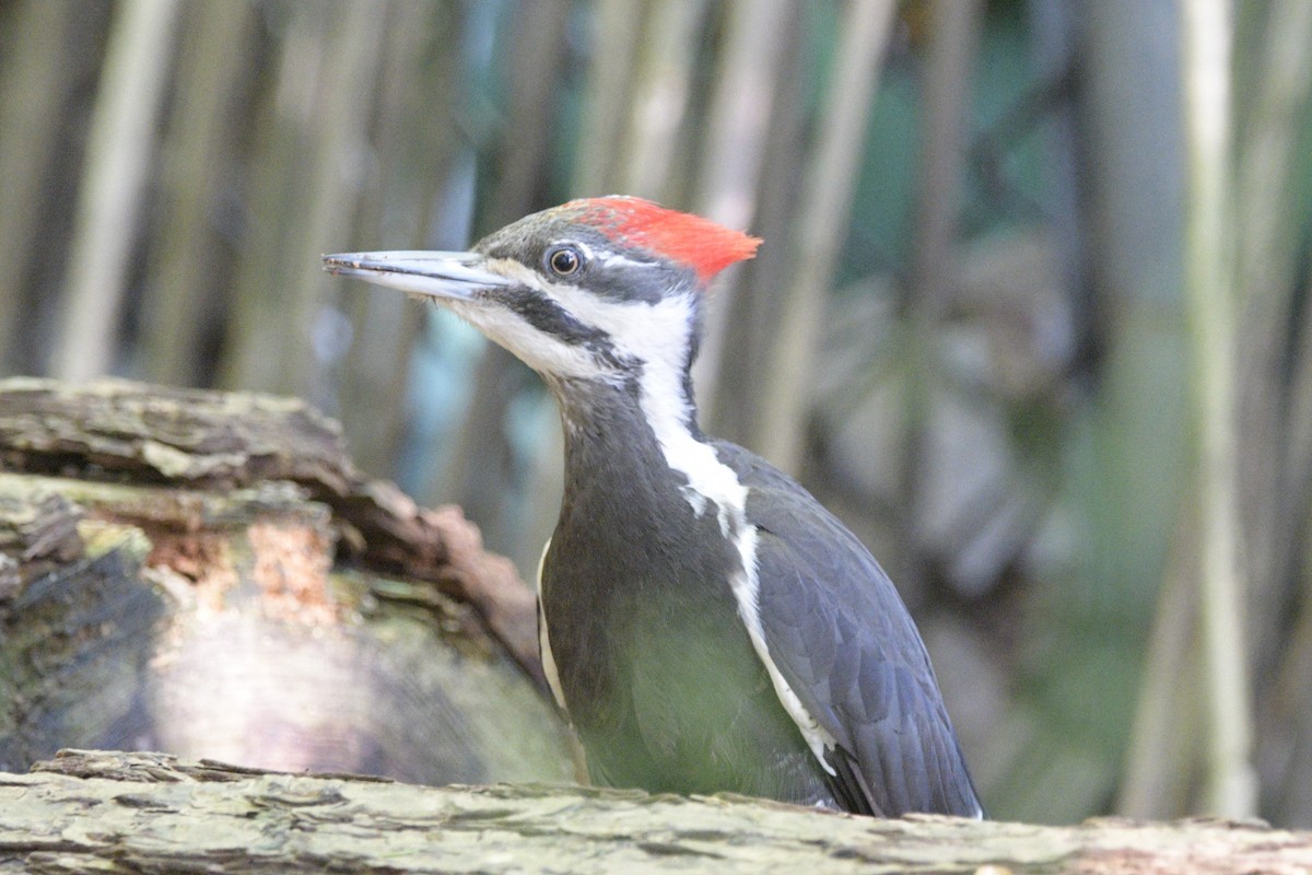 Pileated Woodpecker - ML620892521