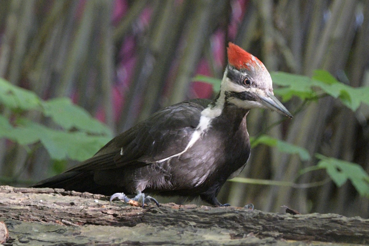 Pileated Woodpecker - ML620892522