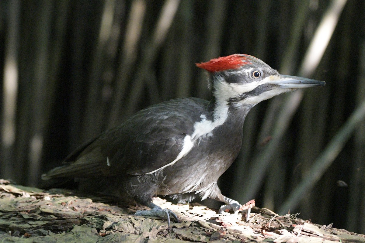Pileated Woodpecker - ML620892524