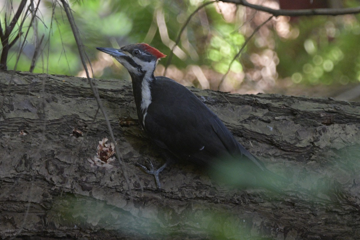 Pileated Woodpecker - Ian Thomson