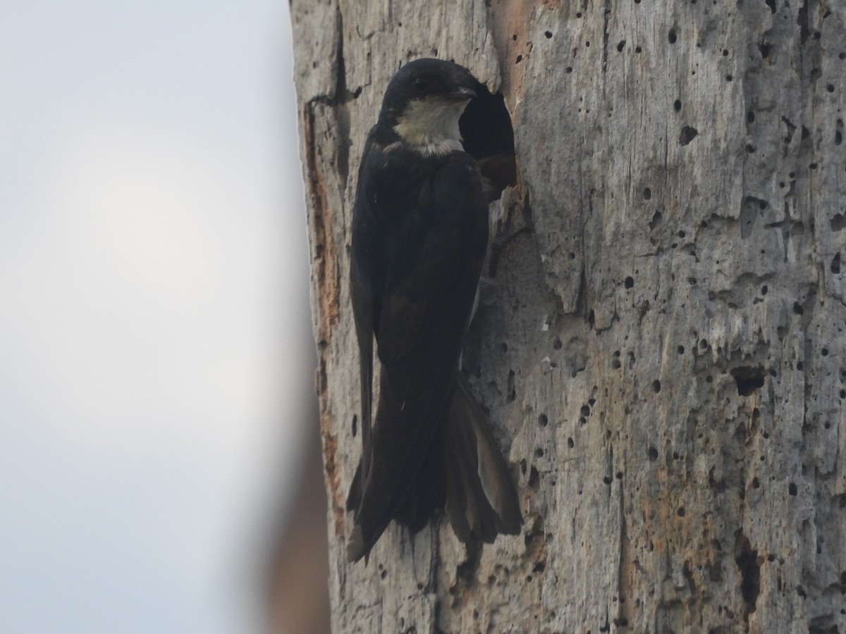 Tree Swallow - ML620892529