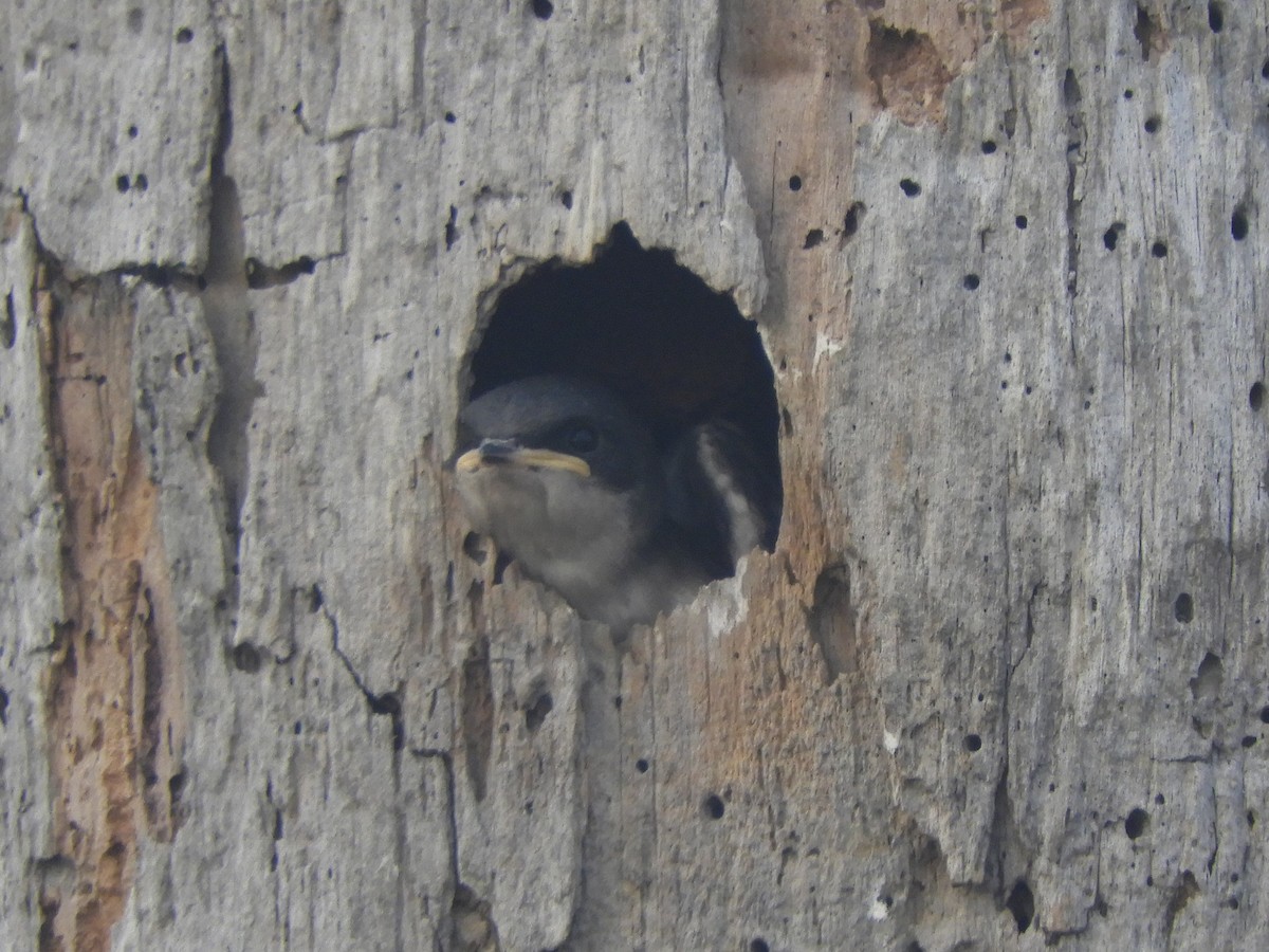 Tree Swallow - ML620892530