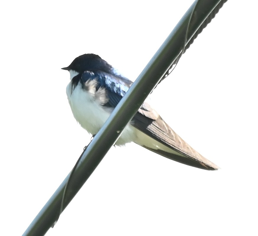 Tree Swallow - ML620892536