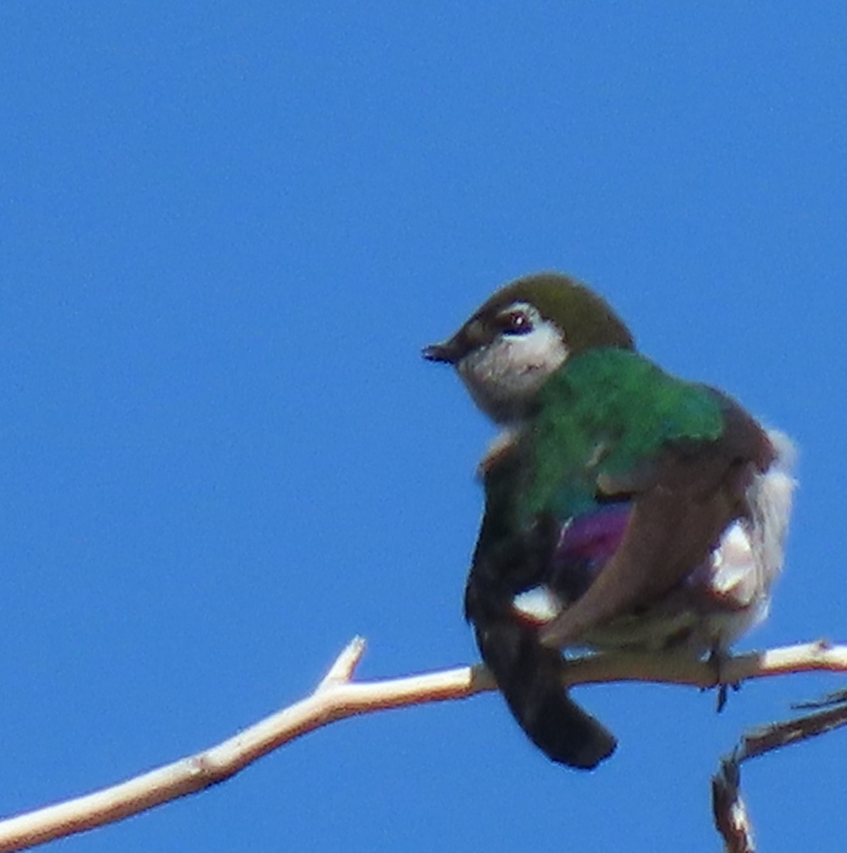 Violet-green Swallow - ML620892561