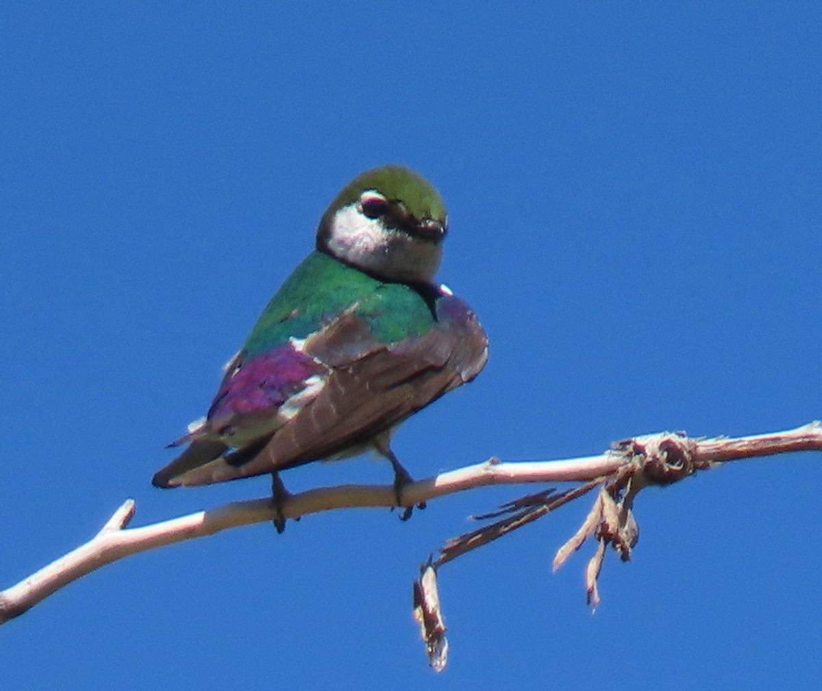 Violet-green Swallow - ML620892567