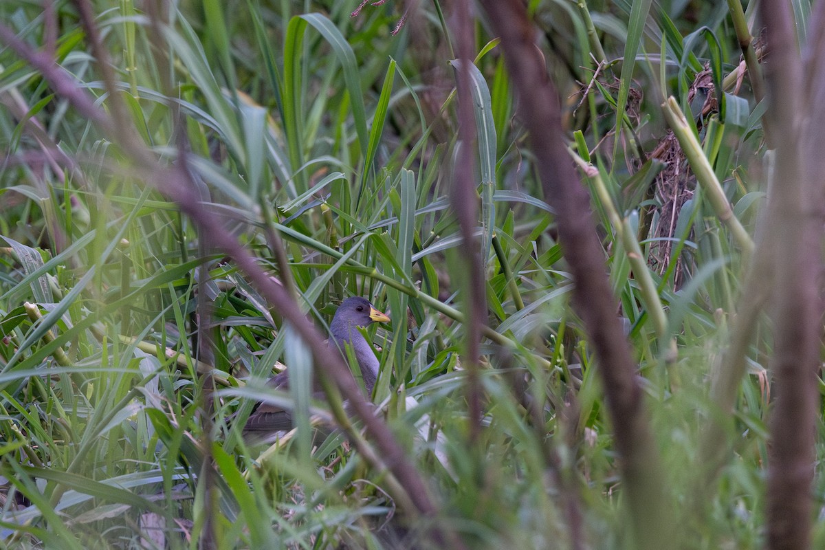 Lesser Moorhen - ML620892591