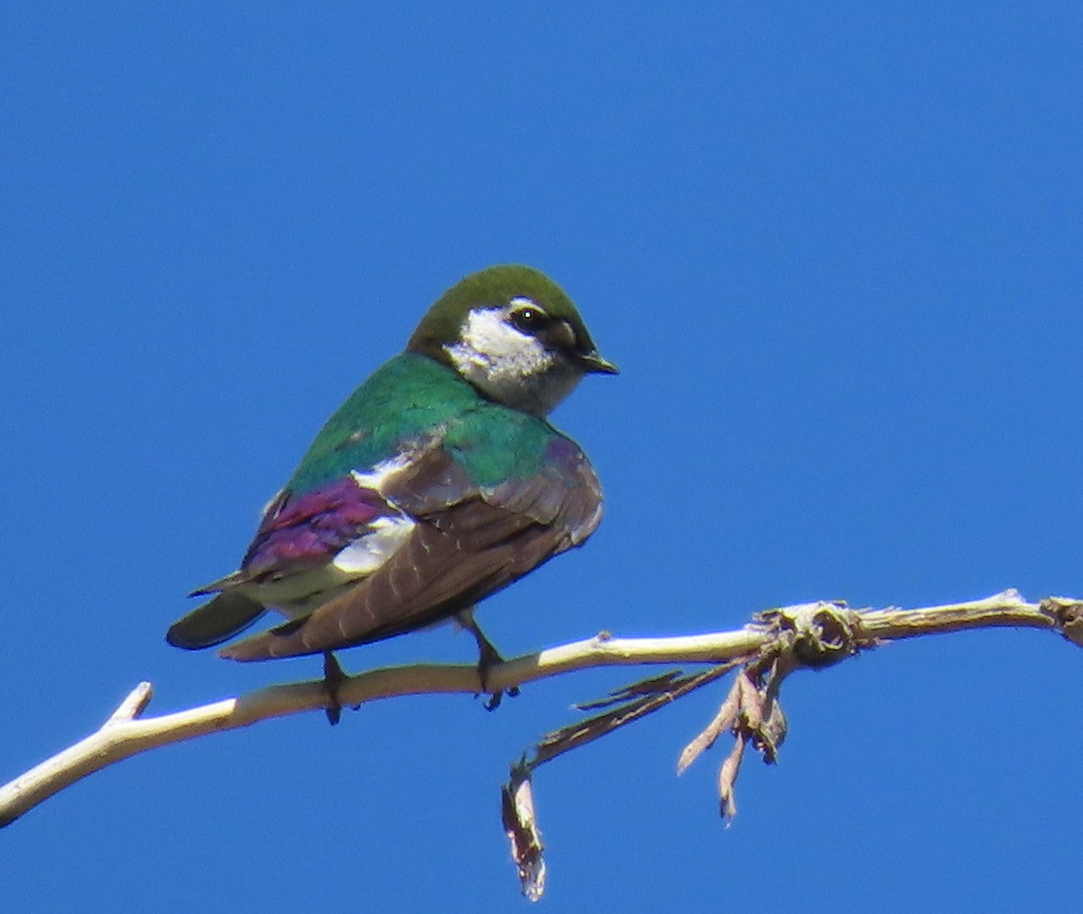 Violet-green Swallow - ML620892594