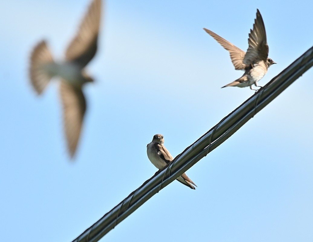 Northern Rough-winged Swallow - ML620892596