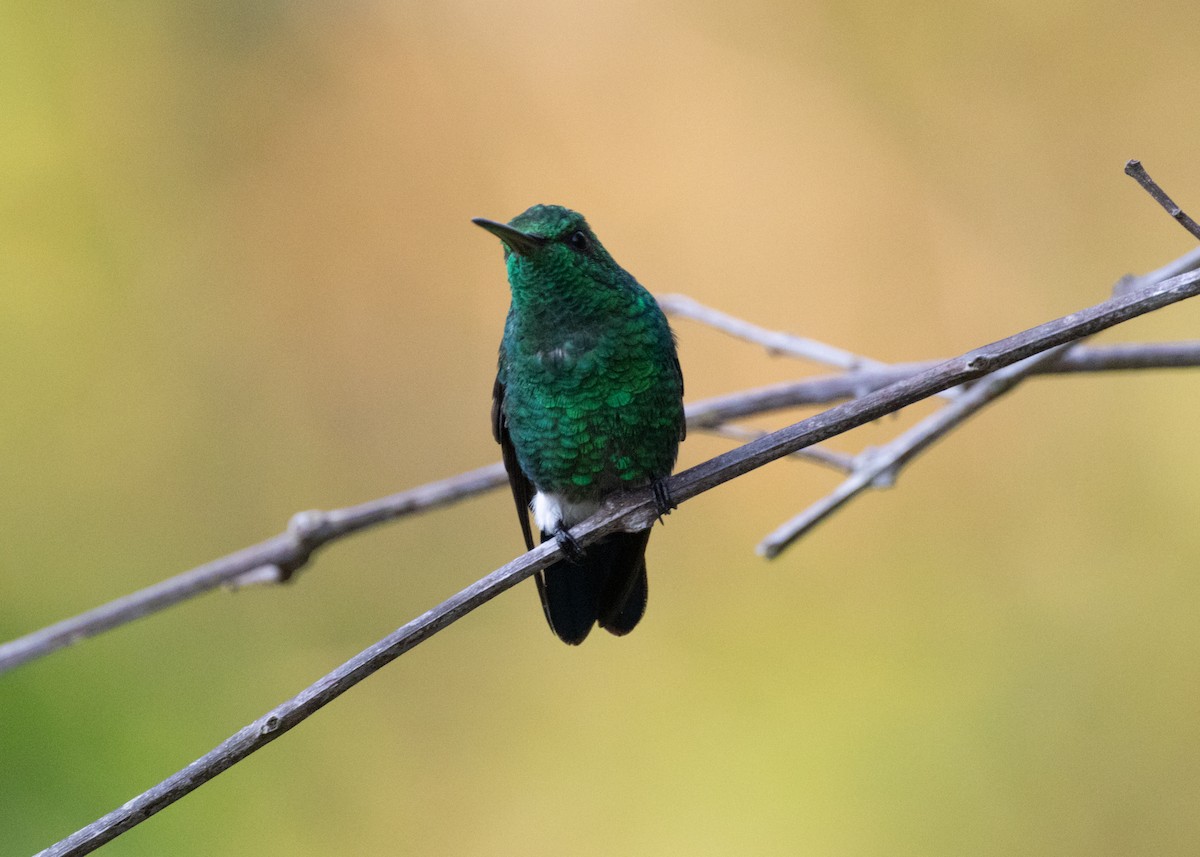 Steely-vented Hummingbird - ML620892605