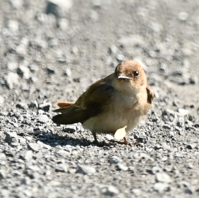 Northern Rough-winged Swallow - ML620892608
