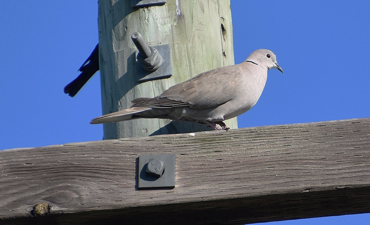 Eurasian Collared-Dove - ML620892610