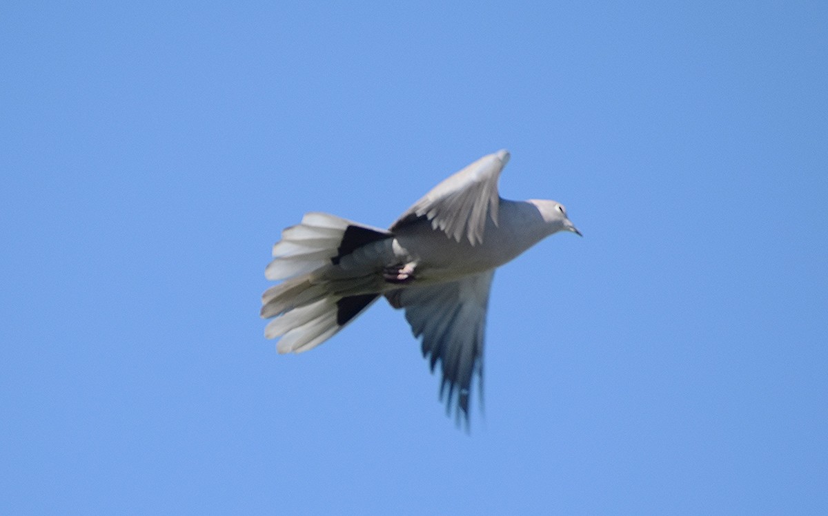 Eurasian Collared-Dove - ML620892611