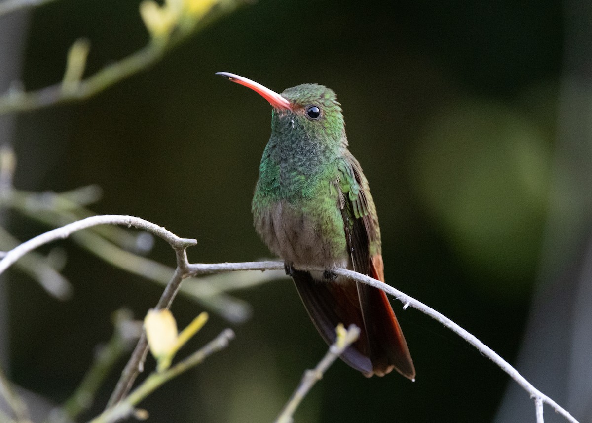 Rufous-tailed Hummingbird (Rufous-tailed) - ML620892614