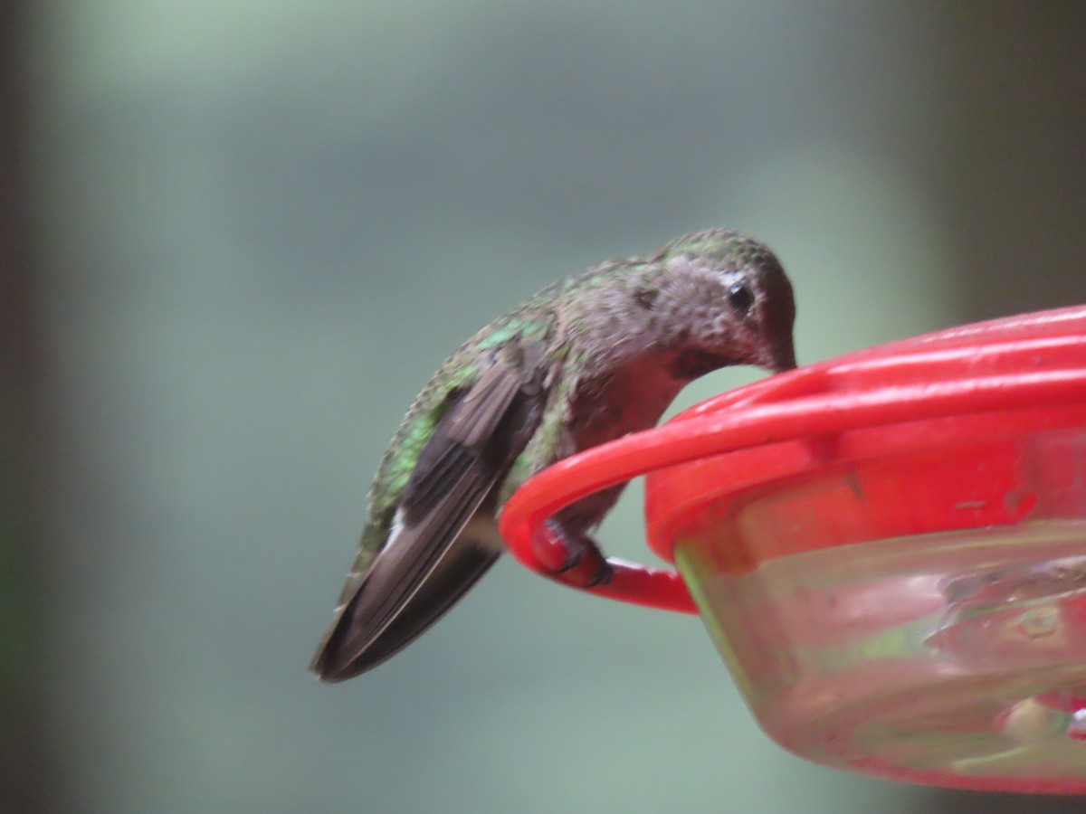 Anna's Hummingbird - ML620892617