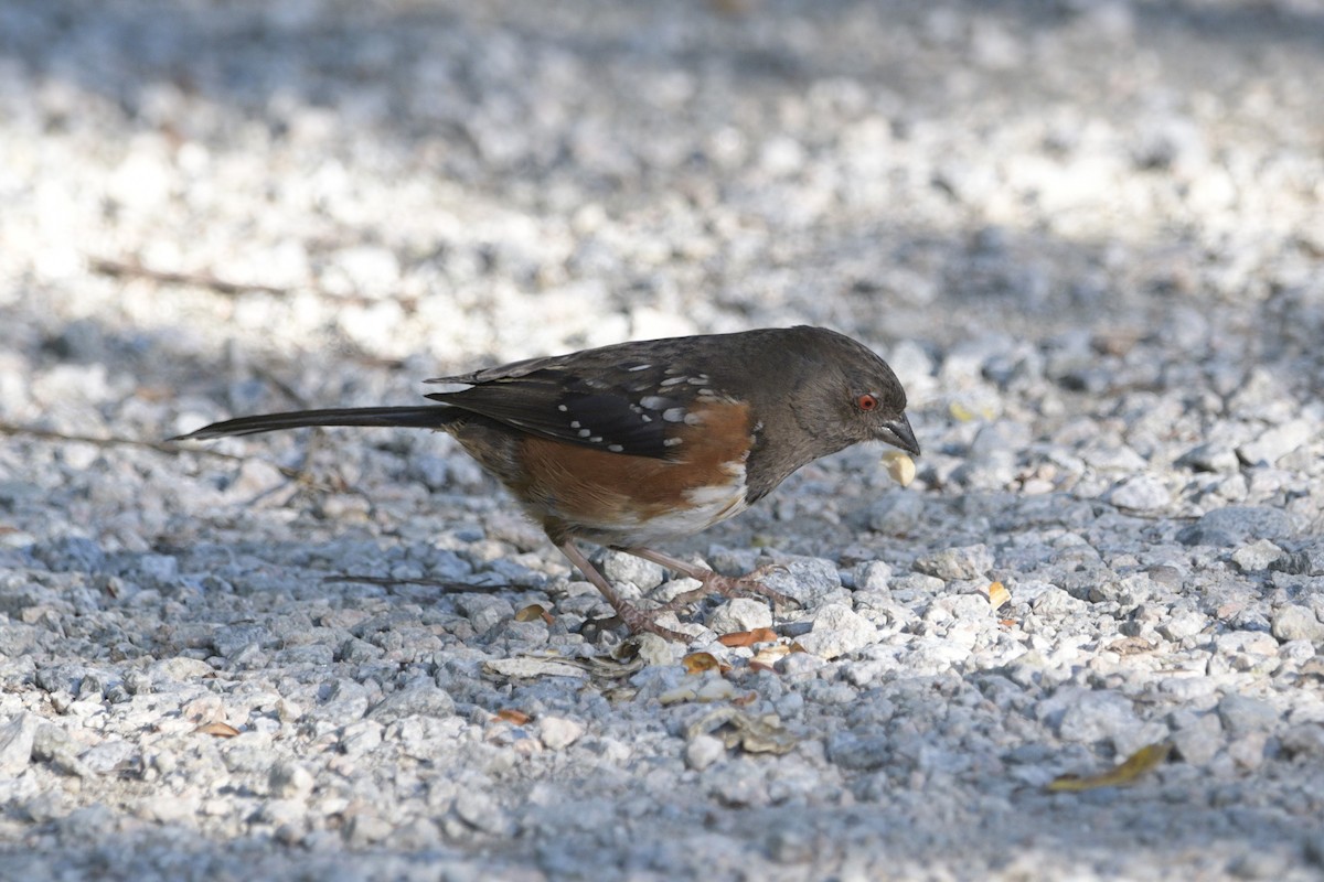 Spotted Towhee - ML620892619