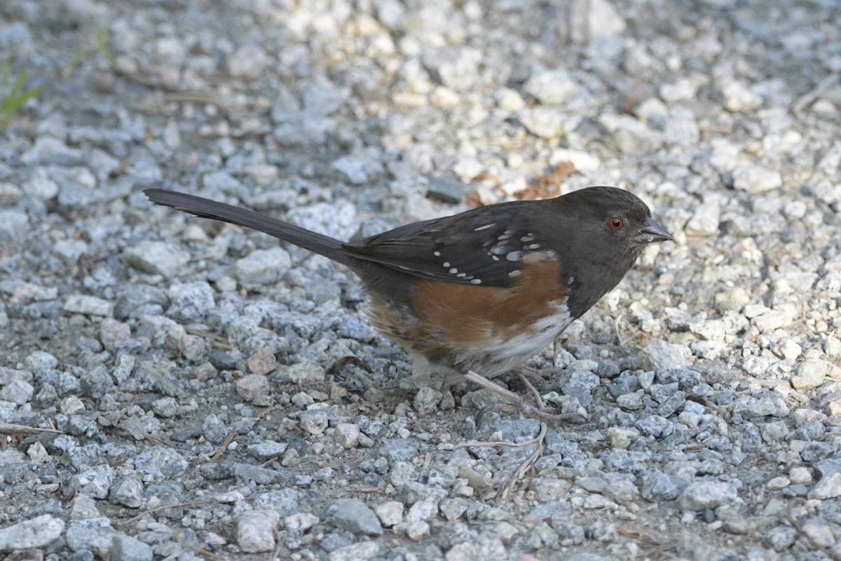 Spotted Towhee - ML620892620