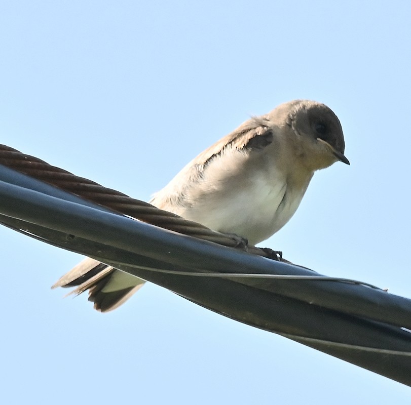 Northern Rough-winged Swallow - ML620892622