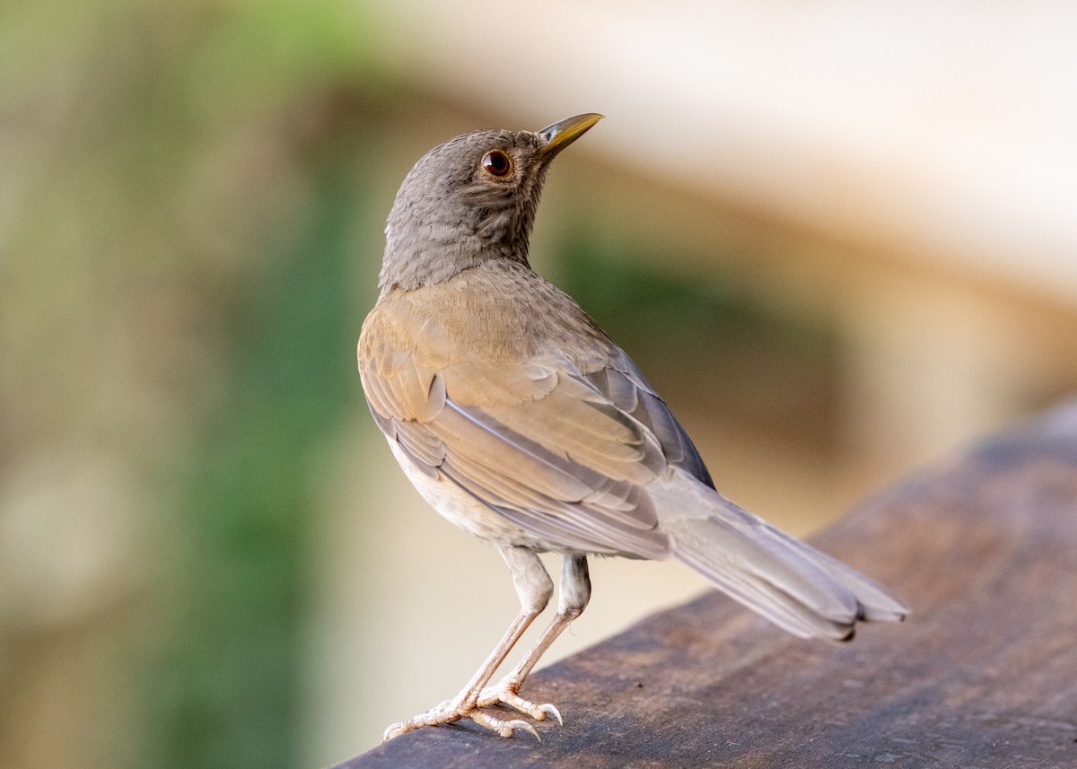 Pale-breasted Thrush - ML620892628
