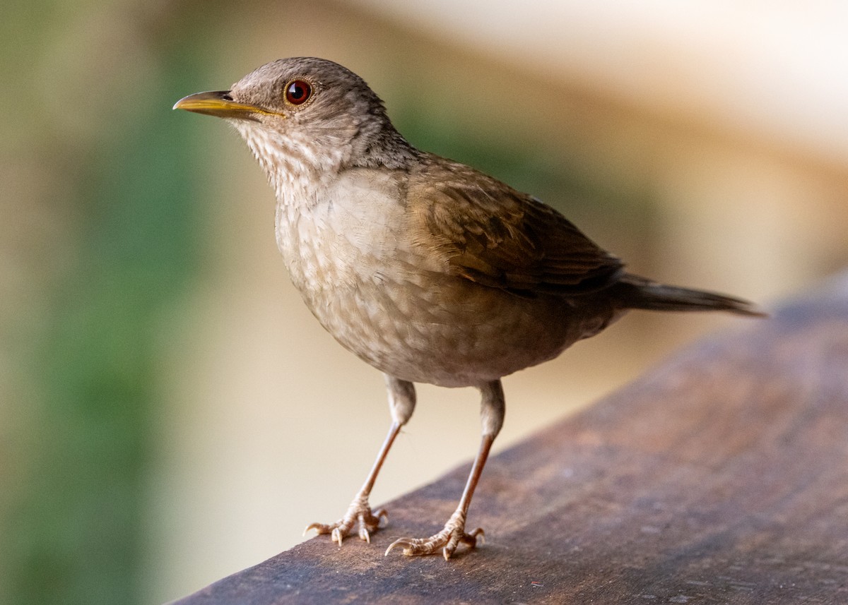 Pale-breasted Thrush - ML620892630