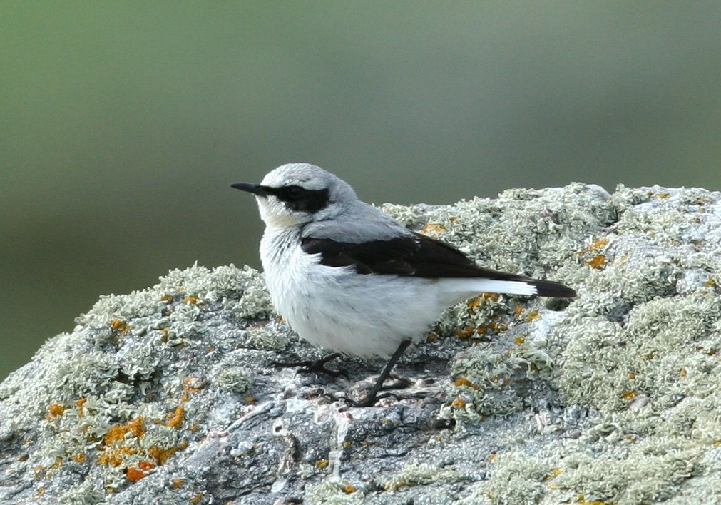 Northern Wheatear - ML620892633