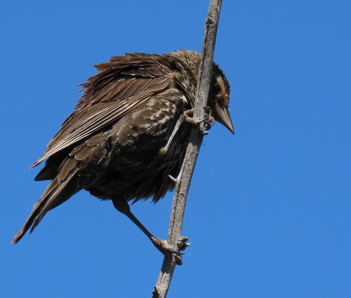 Red-winged Blackbird - ML620892636