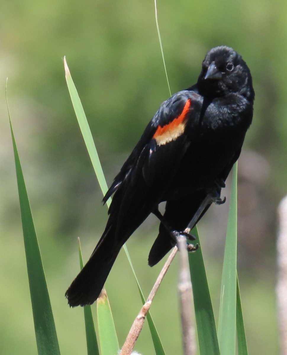 Red-winged Blackbird - ML620892640