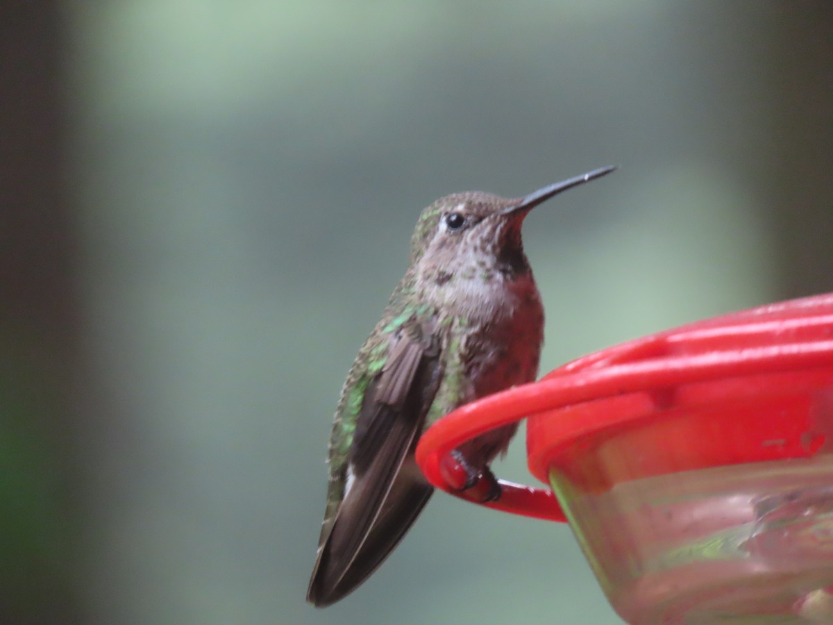 Anna's Hummingbird - ML620892646