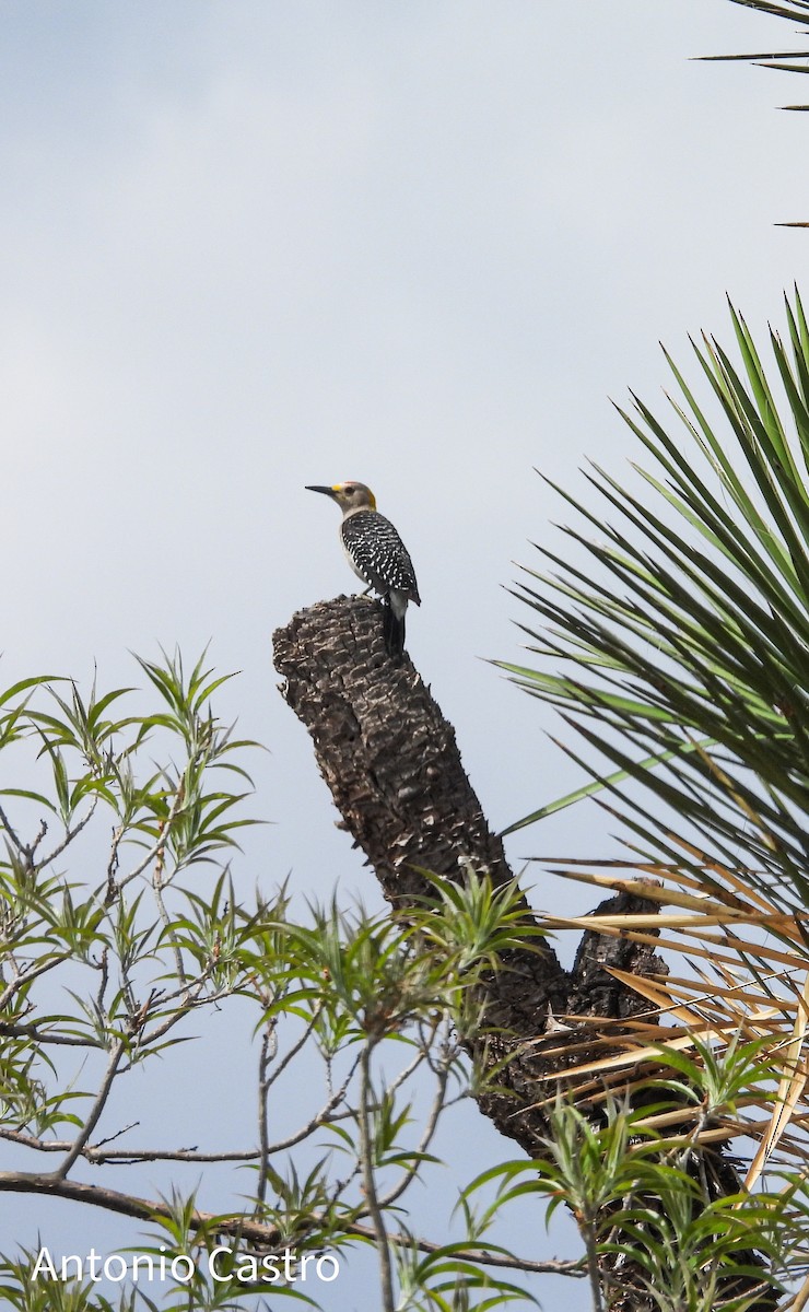Golden-fronted Woodpecker - Juan Antonio Castro Peralta