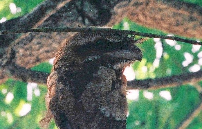 Marbled Frogmouth - ML620892662