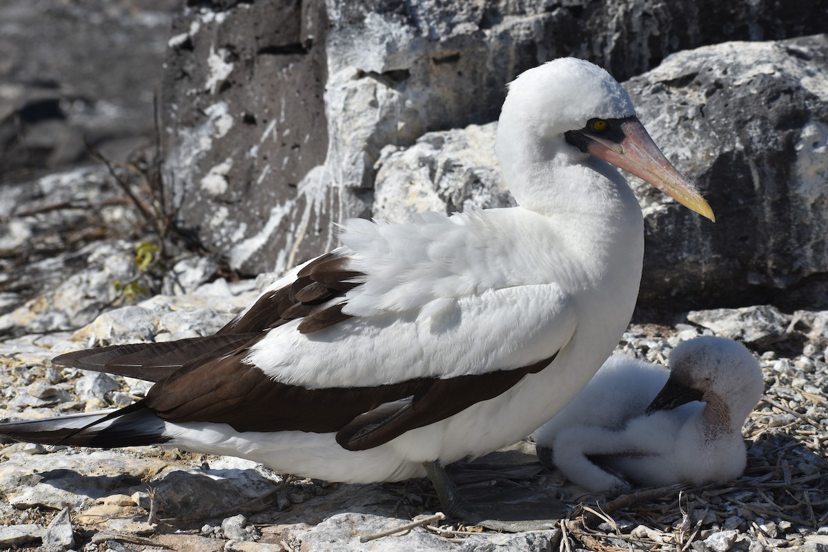 Nazca Booby - ML620892671