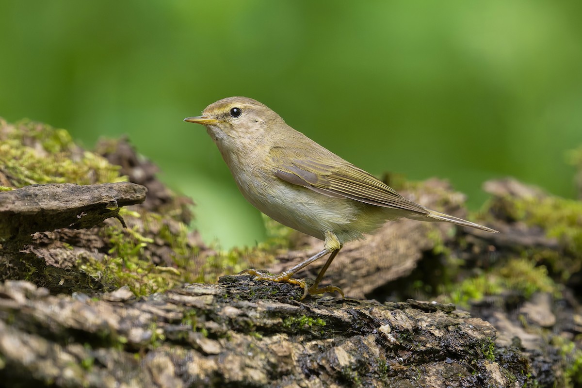 Common Chiffchaff - Jeff Maw