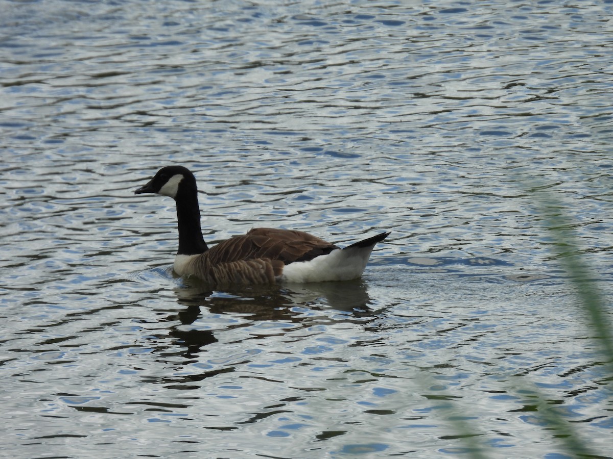 Canada Goose - George Watola