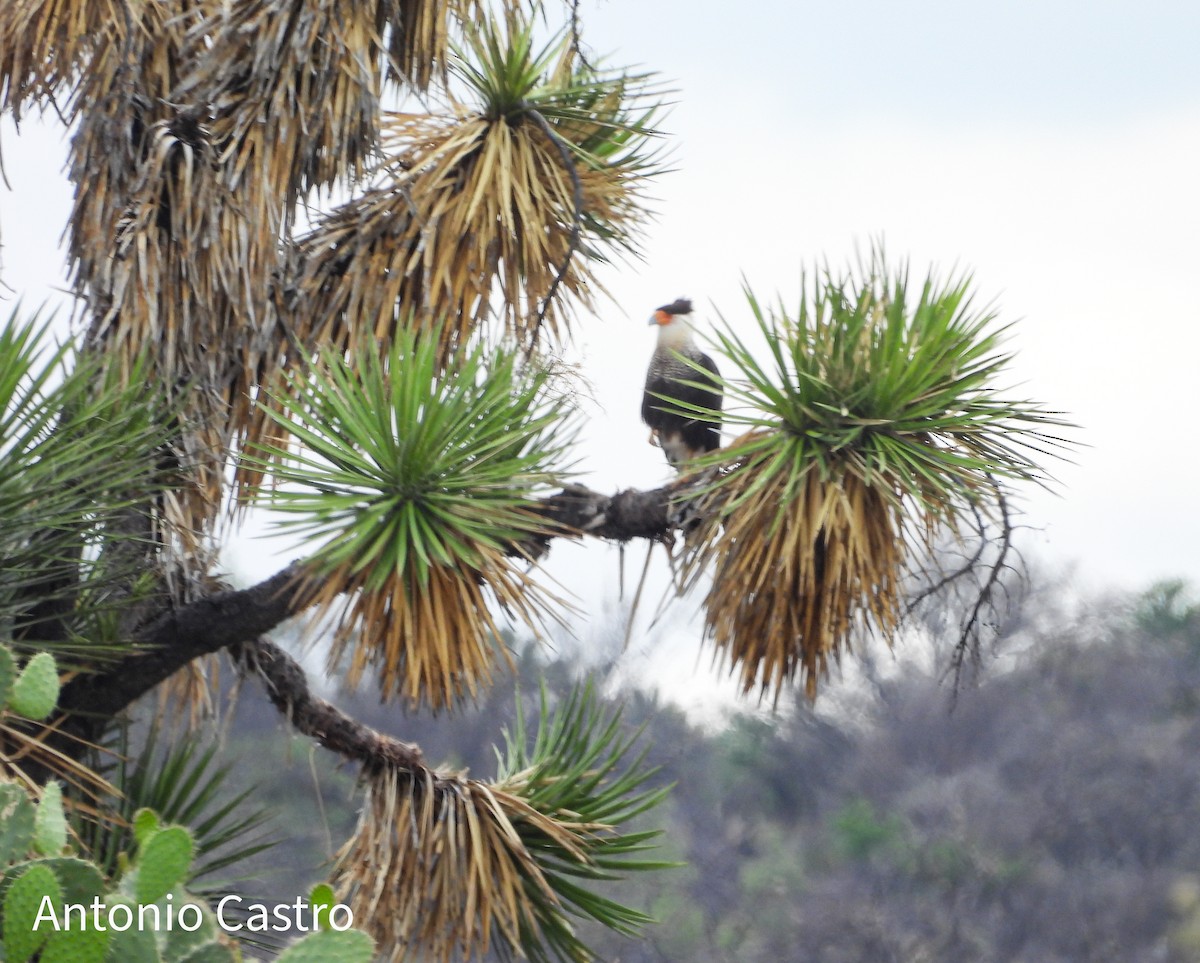 Crested Caracara - ML620892697