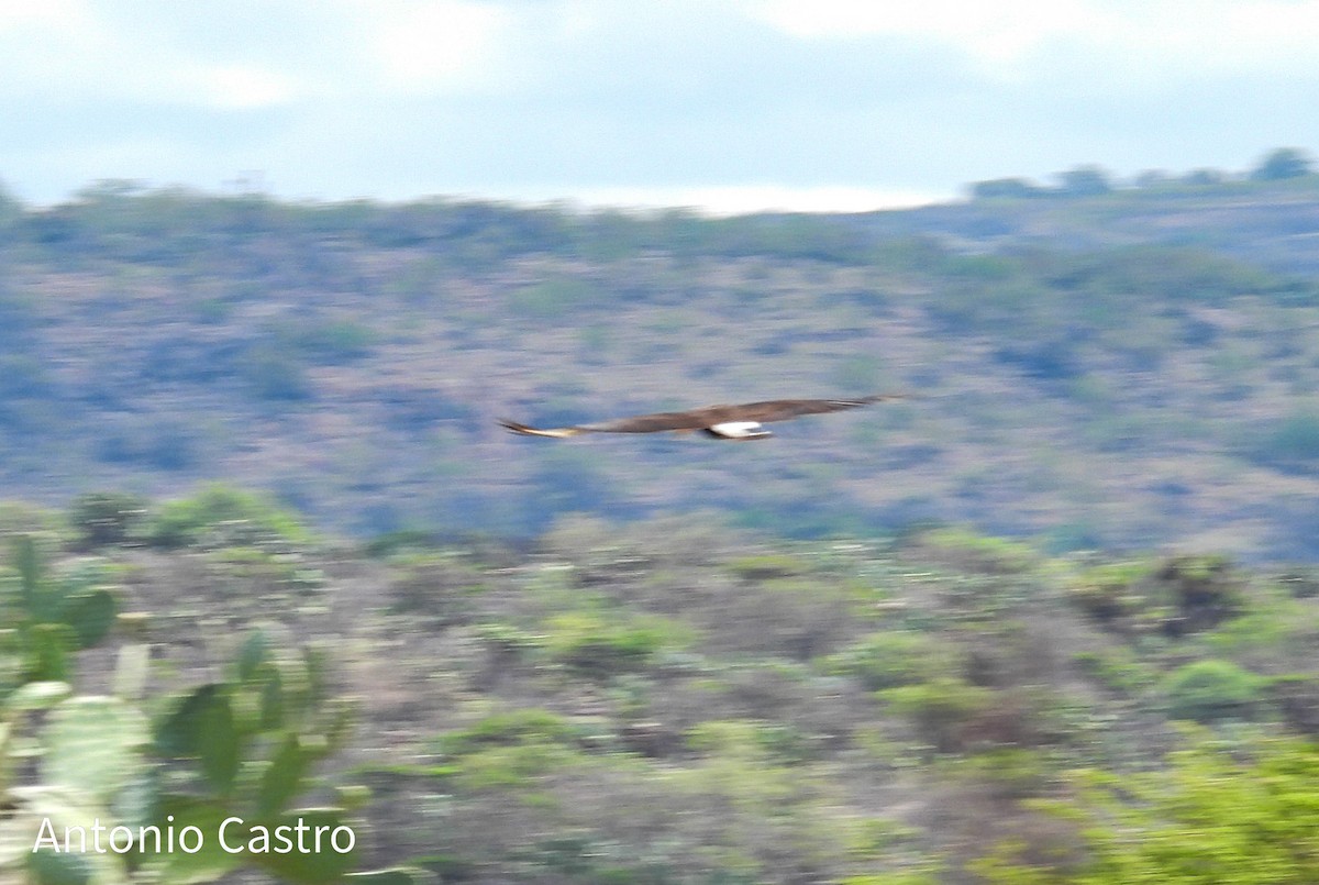 Crested Caracara - ML620892698