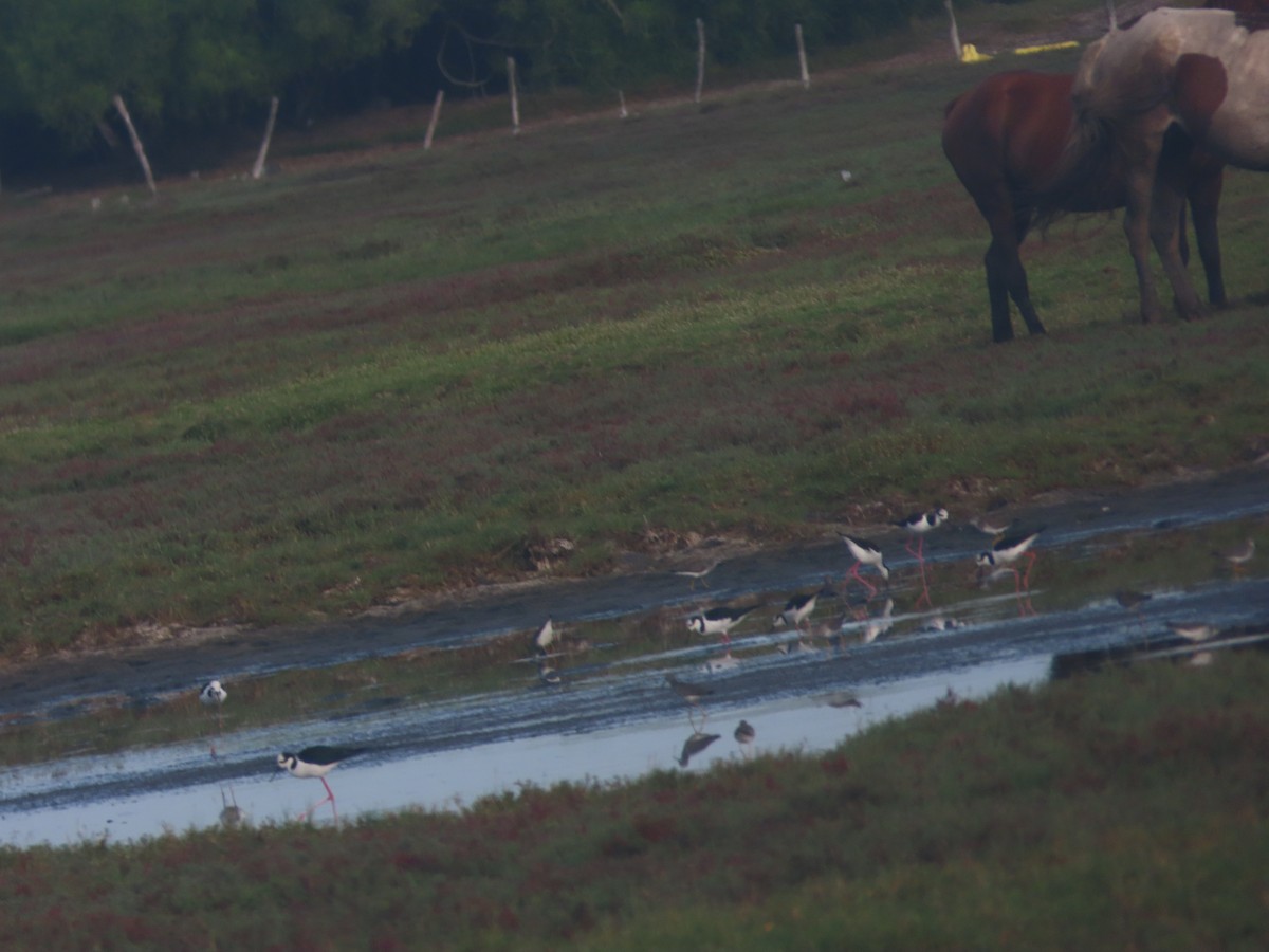 Black-necked Stilt - ML620892701