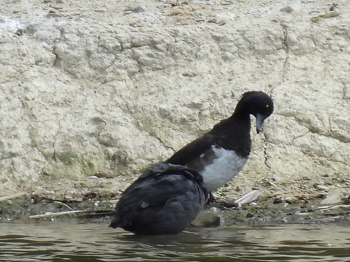 Tufted Duck - ML620892702
