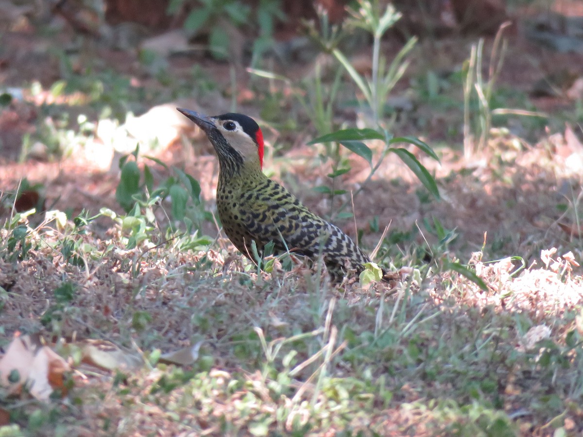 Green-barred Woodpecker - ML620892704