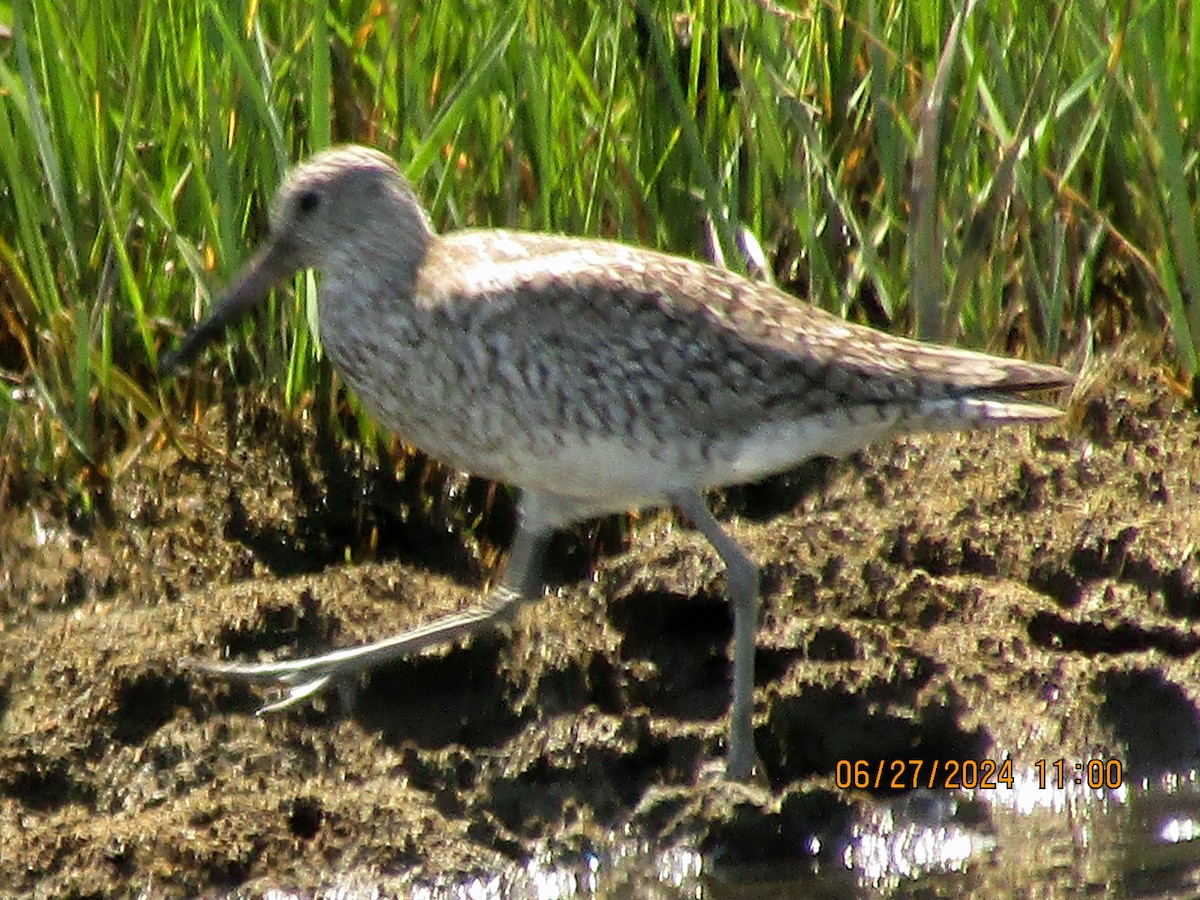 Willet - ML620892706