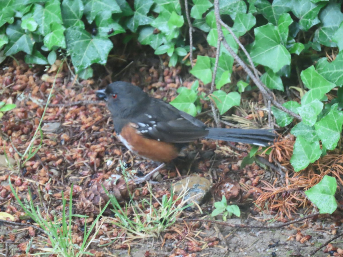 Spotted Towhee - ML620892711