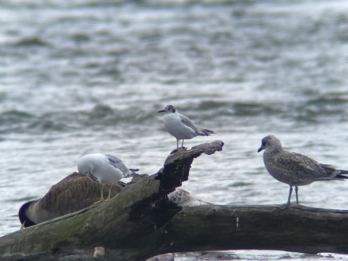 Bonaparte's Gull - ML620892731