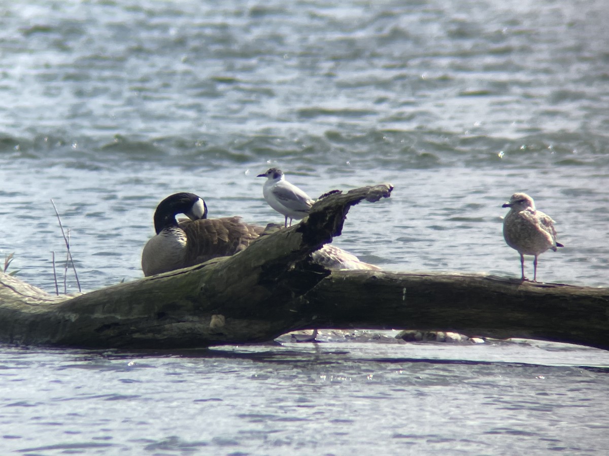 Bonaparte's Gull - ML620892732