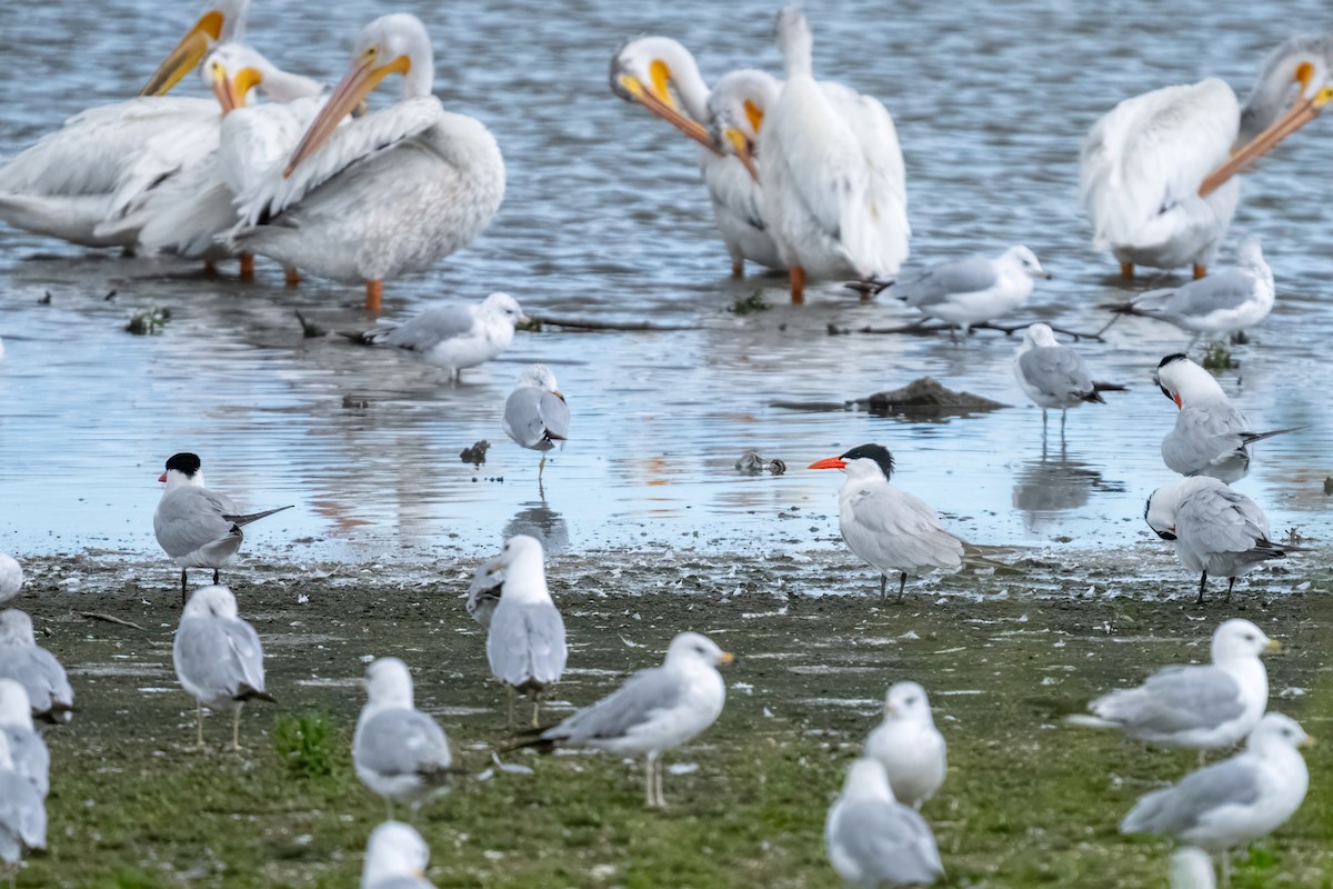 Caspian Tern - Matt Saunders