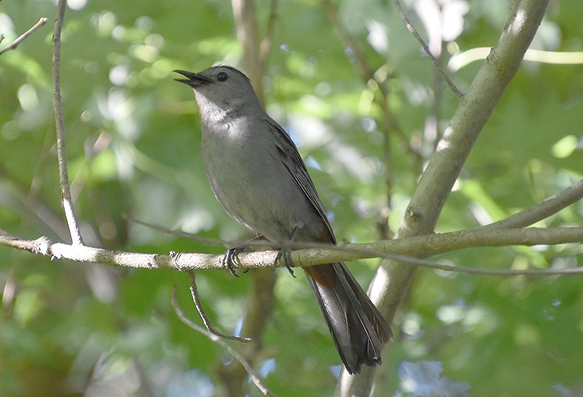 Gray Catbird - ML620892756