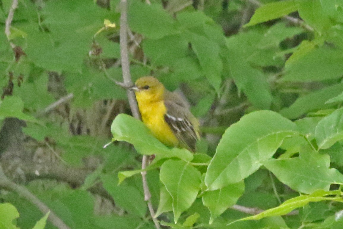 Orchard Oriole - Joan and/or George Sims